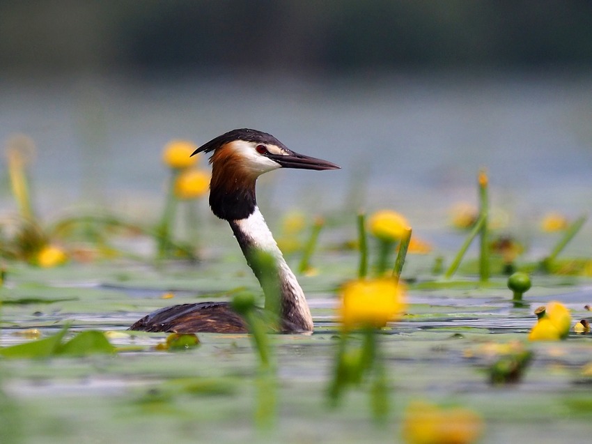 Svasso tra i Nanufari